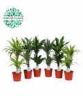 Dracaena