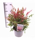 Nandina