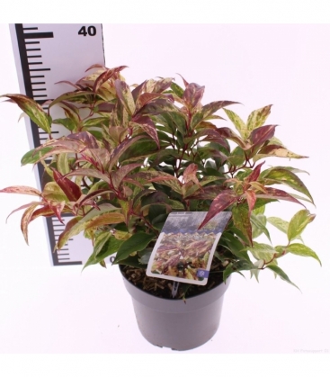 Leucothoe