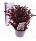 Leucothoe