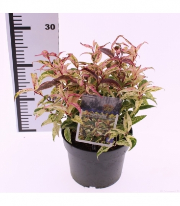 Leucothoe