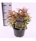 Leucothoe