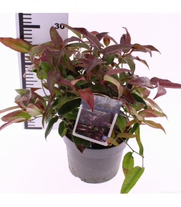 Leucothoe