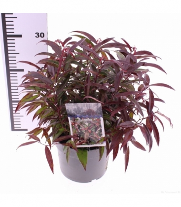 Leucothoe