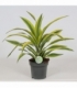 Dracaena