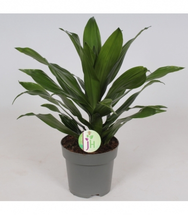 Dracaena