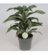 Dracaena