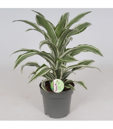 Dracaena