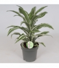 Dracaena