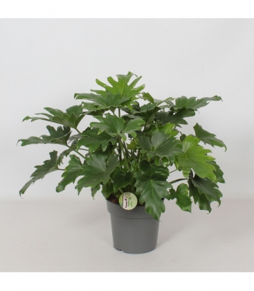 Philodendron