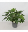 Philodendron