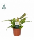 Dryopteris