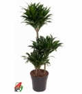 Dracaena