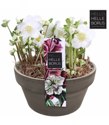 Helleborus