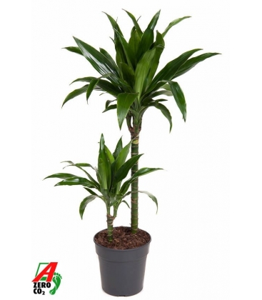 Dracaena