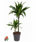 Dracaena