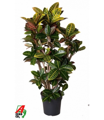 Croton