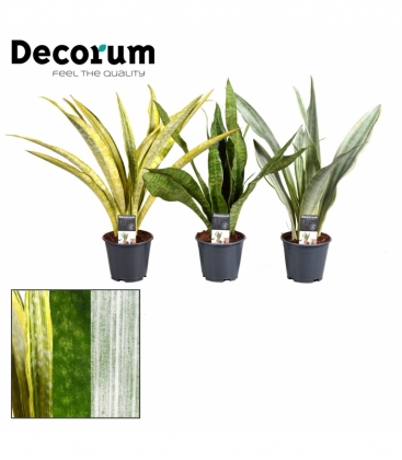 Sansevieria