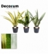 Sansevieria