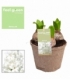 Hyacinthus