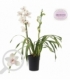 Cymbidium