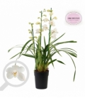 Cymbidium