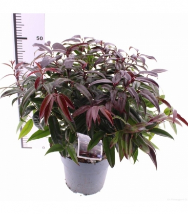 Leucothoe