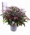 Leucothoe