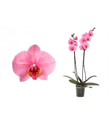 Phalaenopsis