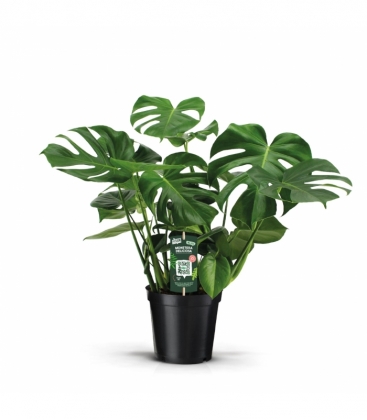 Monstera