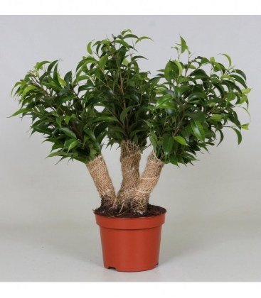 Ficus