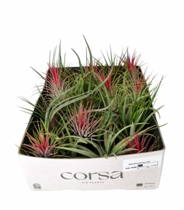 Tillandsia