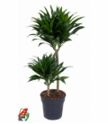 Dracaena