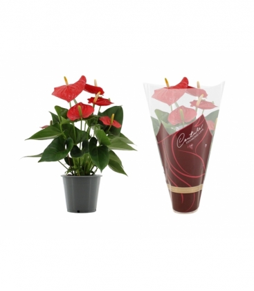 Anthurium