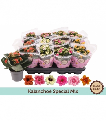 Kalanchoe