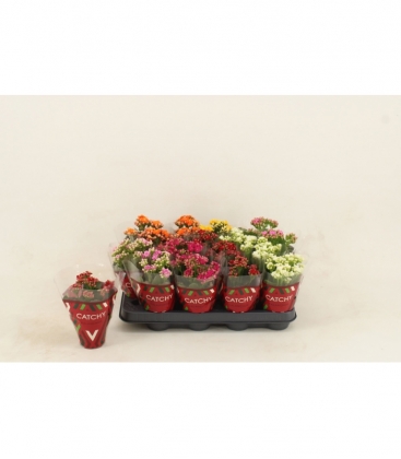 Kalanchoe