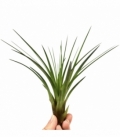 Tillandsia