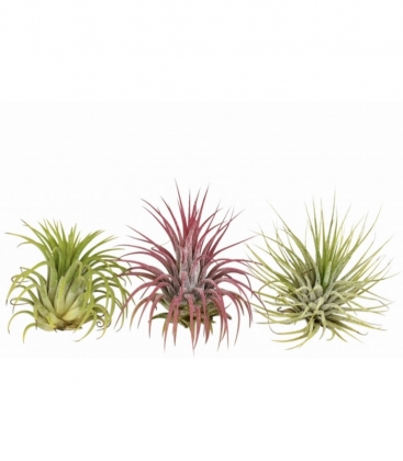 Tillandsia