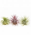 Tillandsia