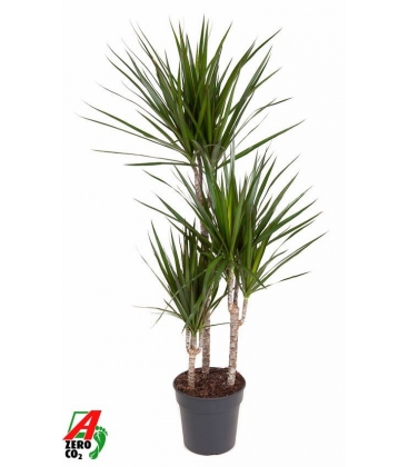 Dracaena