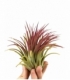 Tillandsia