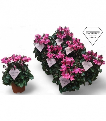 Cyclamen