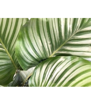 Calathea