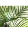 Calathea