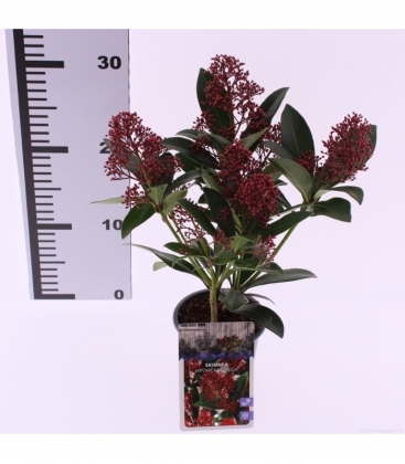 Skimmia