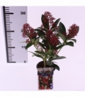 Skimmia