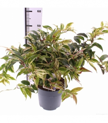 Leucothoe