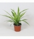 Chlorophytum