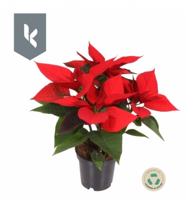 Poinsettia