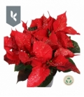 Poinsettia